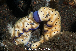 French kissing. by Mehmet Salih Bilal 